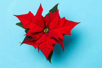 Ein Weihnachtsstern wurde auf farbigem Grund arrangiert, minimalistische Darstellung