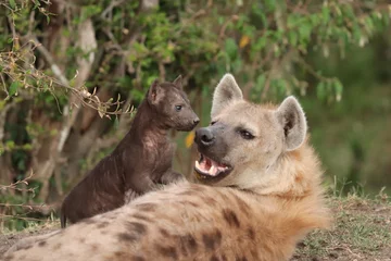 Foto op Canvas Gevlekte hyena moeder en welp. © Marie
