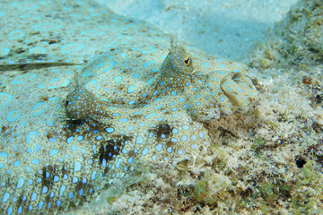 Peacock flounder fish