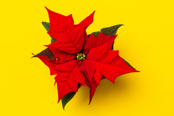 Ein Weihnachtsstern wurde auf farbigem Grund arrangiert, minimalistische Darstellung