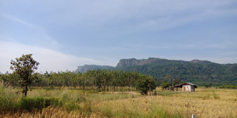 herd of cows grazing in field