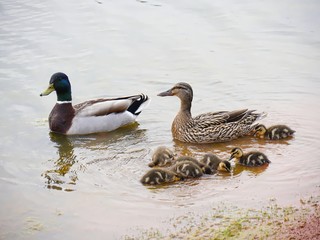 A familly of ducks and ducklings swimming in the pond