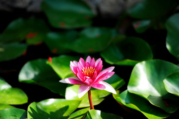  jardines costa brava nenufar