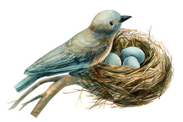bird on a nest with eggs on a white background, watercolor illustration