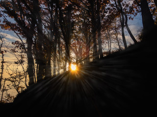 The bright sun shines its rays through the dark contours of tall trees with yellow foliage growing on a mountainside on an autumn day against a cloudy blue sky.