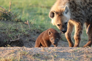 Spotted hyena cub.