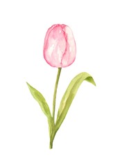 Pink tulip watercolor painting flower on isolated white background hand painted element for card, wall art, clip art or your design