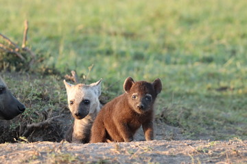 Fototapeta premium Spotted hyena cub.