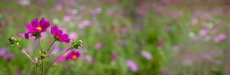 Floraler Banner mit pinkfarbenen Blumen und Wiese