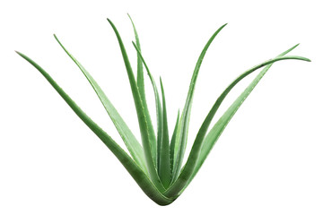 Aloe vera plant isolated
