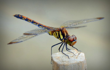 Sympetrum infuscatum is a species of dragonfly in the genus Sympetrum native to Japan, China, Russia and South Korea.