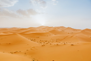 Fototapeta na wymiar Desert landscape with orange dunes and blue sky at sunset.