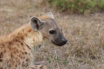 Hyena face closeup.