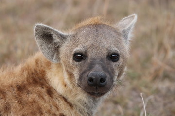 Hyena face closeup.
