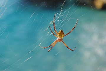 Wide ipward shot of a spider hanging upsidedown from its web, soft background