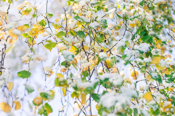 snowfall fell on autumn trees on an october day, yellow leaves under snow