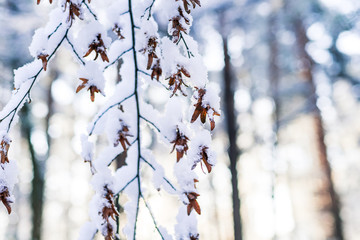 snowfall fell on autumn trees on an october day, yellow leaves under snow