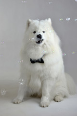 White dog Samoyed gentleman bow tie bubbles