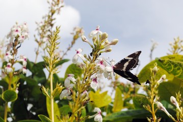 Black butterfly sipping nectar from whtie flowers
