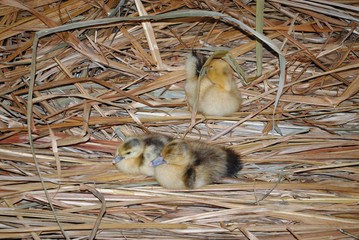 Wide shot of fluffly yellow ducklings on dried straw