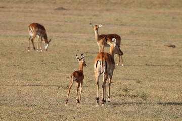 Impala calf and its mom.