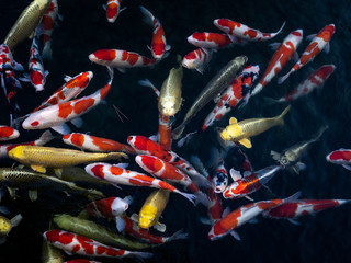 赤色と黄金の錦鯉たちが池の中で泳ぐ様子, The Group of Swimming Colorful Fancy Carps and Koi Fishes under The Water at The Pond or The Aquarium