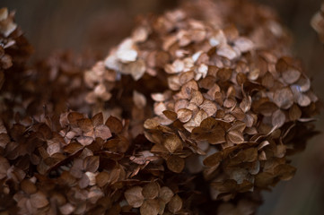 Wild brown autumn flowers close up