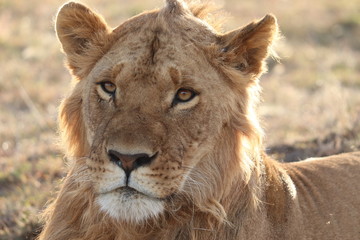 Young lion face closeup.