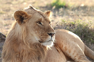 Young lion face closeup.