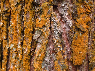 bark covered with orange lichen, like rust on autumn trees