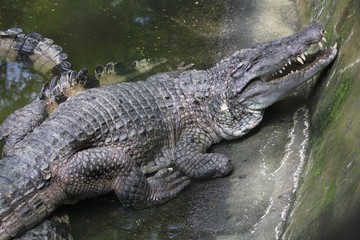 Close up of a crocodile leaning against a concrete wall