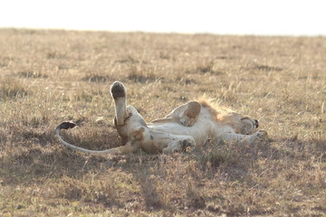 Lion sleeping with the legs in the air.