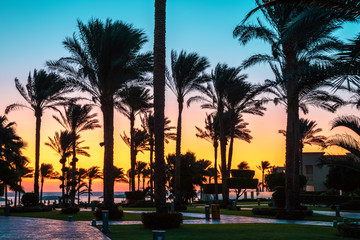 Beautiful sunset in the park with palm trees by the Red Sea, Sharm El Sheikh, Egypt.