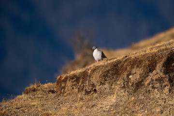 Snow pigeon