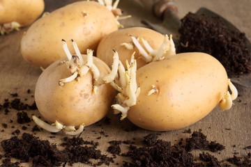 Seed Potatoes