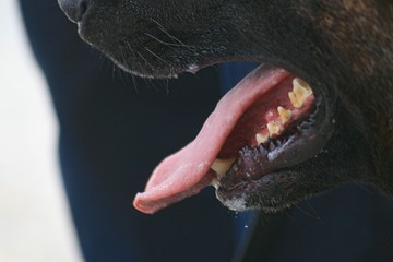 Close up of th mouth of a dog with tongue and teeth showing