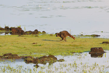 Waschbär bei der Jagd