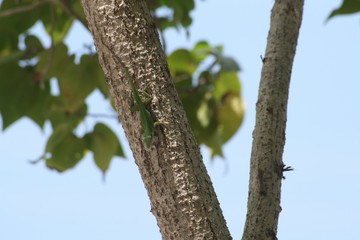 Wide shot of a tree with a green lizard