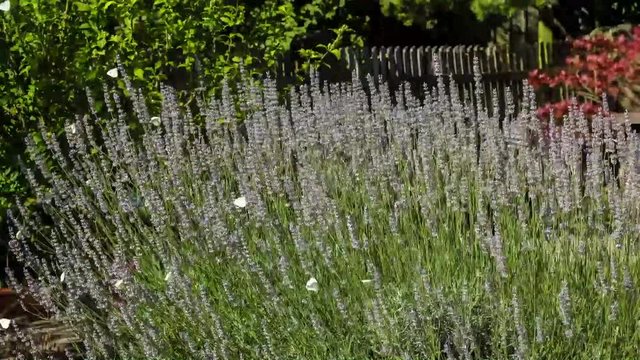 Lavendel mit Schmetterlingen
