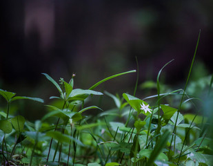 starflower leaves of tree