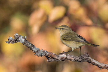 bird on a branch