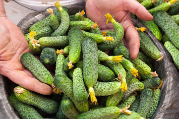 Harvest freshly picked cucumbers. Hands of the harvester sorting vegetables.