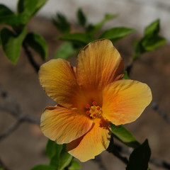 Obraz na płótnie Canvas Sunny yellow flowers of Hibiscus