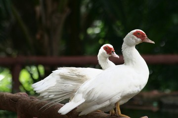 Obraz premium Medium wide shot of two white ducks perched on a wooden log fence