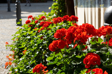 Blossoming red geraniums