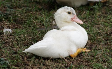 Small white duckling playing in a grassy patch by the pond