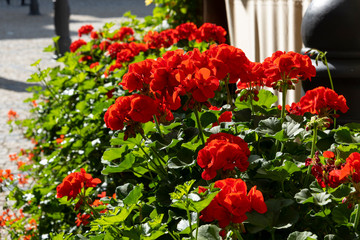 Blossoming red geraniums