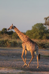 Girafe