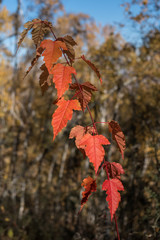 Branch with red leaves on a blurry background, autumn Altai.