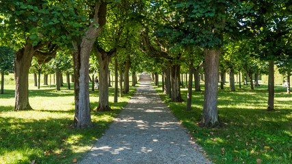 Fototapeta na wymiar Dirt road among the trees near Bamberg